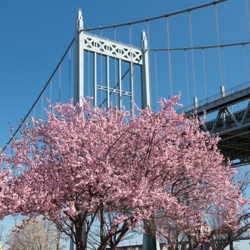 Cherry Blossom Tree Queens Bridge